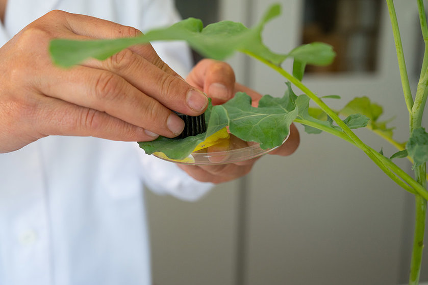 MBG tiene una de 
sus líneas de investigación centrada en el estudio de los compuestos bioactivos presentes en 
cultivos de brásicas como los grelos, el repollo o las berzas.