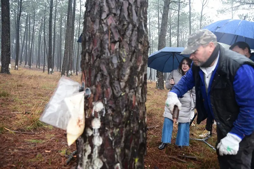 La conselleira de Econom&iacute;a, Industria e Innovaci&oacute;n, Mar&iacute;a Jes&uacute;s Lorenzana, asisti&oacute; hoy la una demostraci&oacute;n de extracci&oacute;n de resina por parte de la empresa Losas Ambiental.