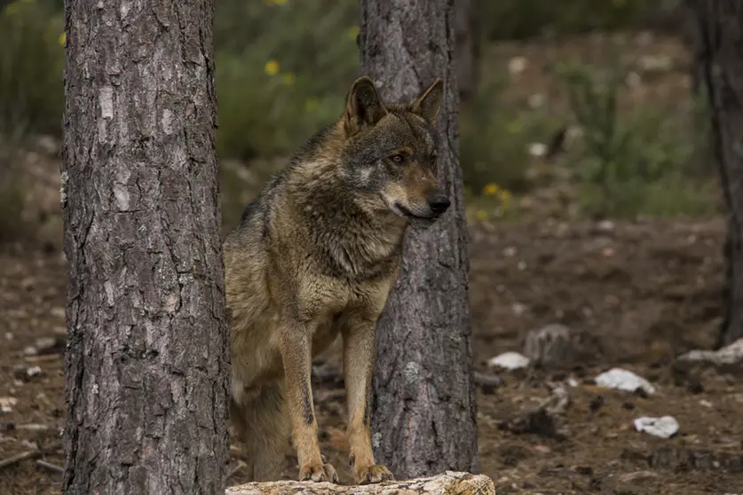 Lobo Ibérico en la sierra de la culebra.