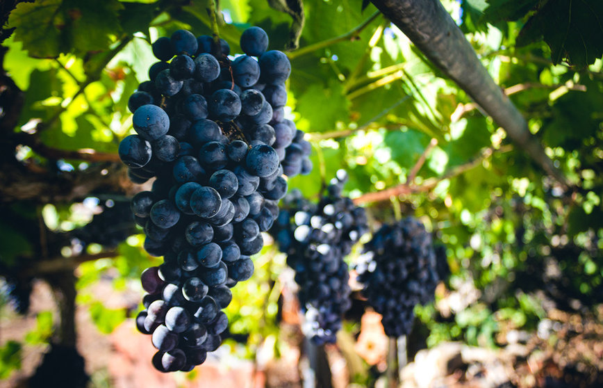 O obxecto desta liña é aumentar a competitividade dos produtores vitivinícolas, mellorar os sistemas de produción sustentables e a pegada ambiental deste sector produtivo.