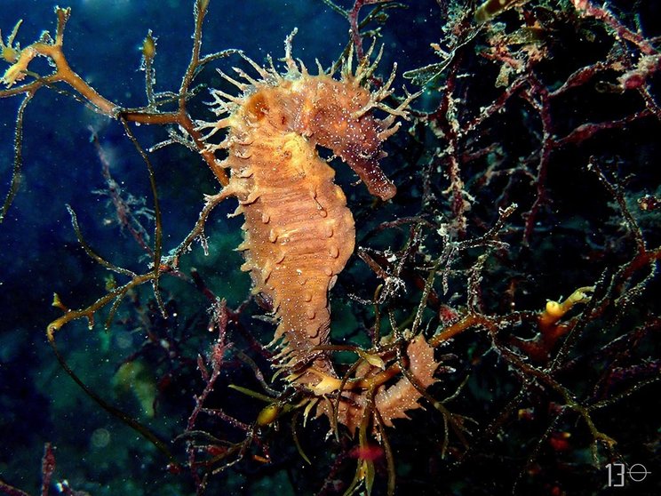 “Los caballitos de mar (Hippocampus spp.) son especies vulnerables incluidas en 2011 en el 
Listado de Especies Silvestres en Régimen de Protección Especial.