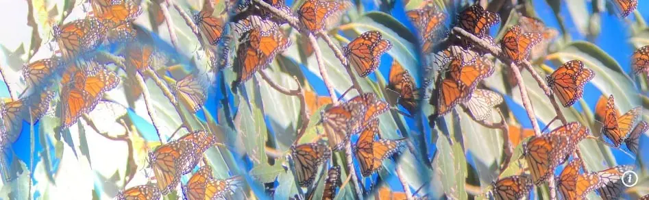 Stephanie Comilang. En busca de la vida. Díptico (2024-2025).© STEPHANIE COMILANG