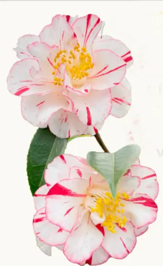 camelia