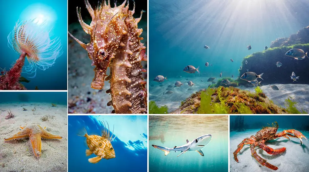 Ría da Estrela’ es capaz de dejar imágenes de las que permanecen en el recuerdo de por vida.