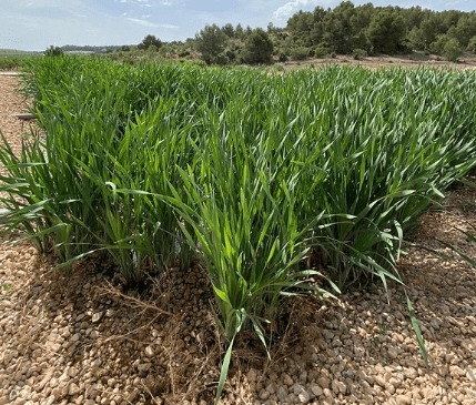 •	El uso de plantas macrófitas permite a la marca mejorar los estándares de sostenibilidad medioambiental.