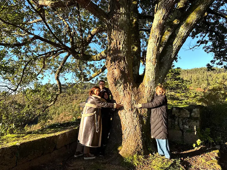 El alcanforeiro (Cinnamomum camphora (L.) Siebold) del Castillo del Sobroso es un árbol subtropical siempre verde de la familia de las lauráceas que se cultiva como ornamental en varios puntos de la Península Ibérica.