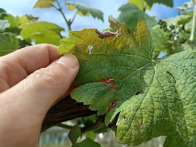 Síntoma que na face da folla semella unha mancha importante de mildio.