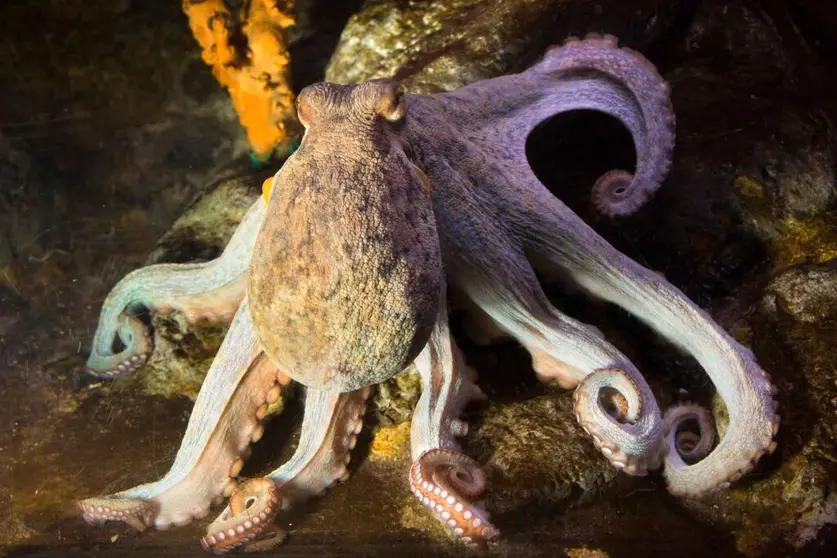 Imagen del pulpo común (Octopus Vulgaris).