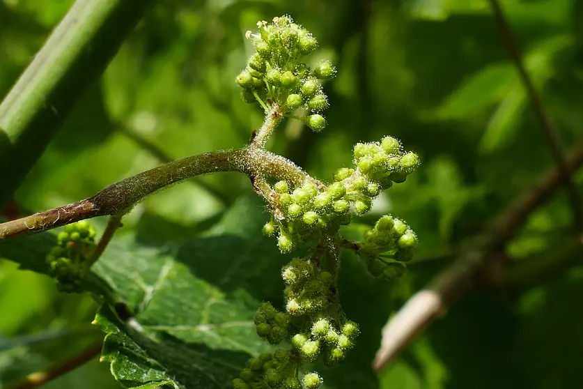 Racimo con frutificacion de mildio en O Condado.