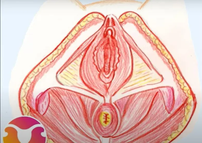 Suelo Pélvico femenino.