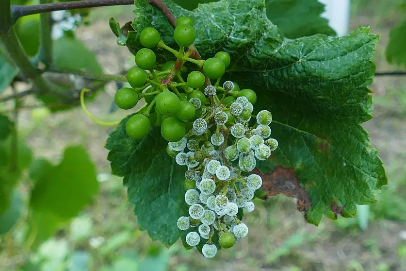 Frutificación mildio planta testemuña Areeiro.
