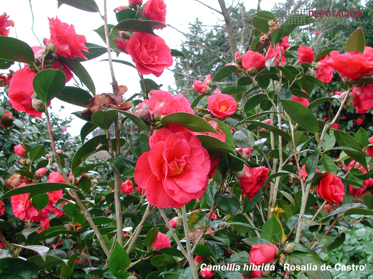 Camelia híbrida "Rosalía de Castro" de la Casa Museo de Rosalía de Castro en Iria Flavia, Padrón.