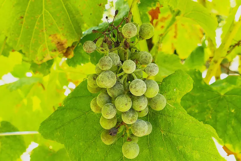 Oidio de diferentes infeccións en acio testemuña.