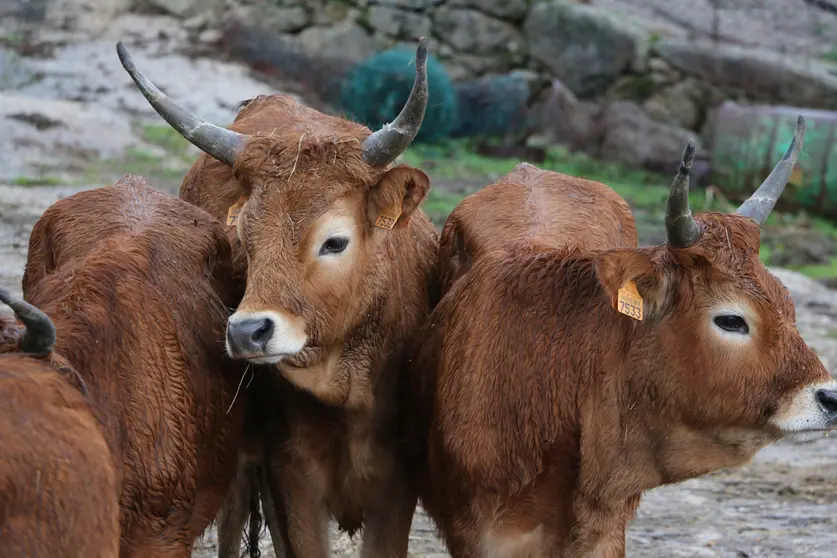 Apoio à pecuária de Arcos de Valdevez para garantir o bem-estar e a saúde animal.
