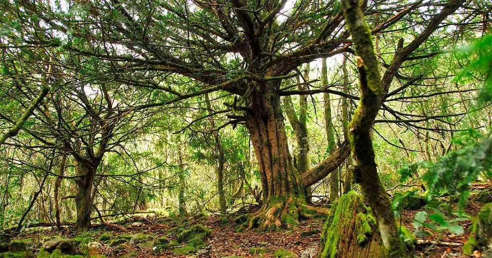 El Teixadal de Casaio, situado también en tierras de Trevinca en el concello ourensano de Carballeda de Valdeorras, es el bosque más antiguo de Galicia y una auténtica reliquia de la Naturaleza única en Europa.