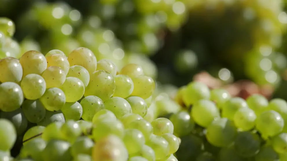 Un año más, la naturaleza y la mano del hombre se unen en Valdeorras para dar vida a la nueva cosecha de Vinos Barco, un símbolo de resiliencia y tradición.