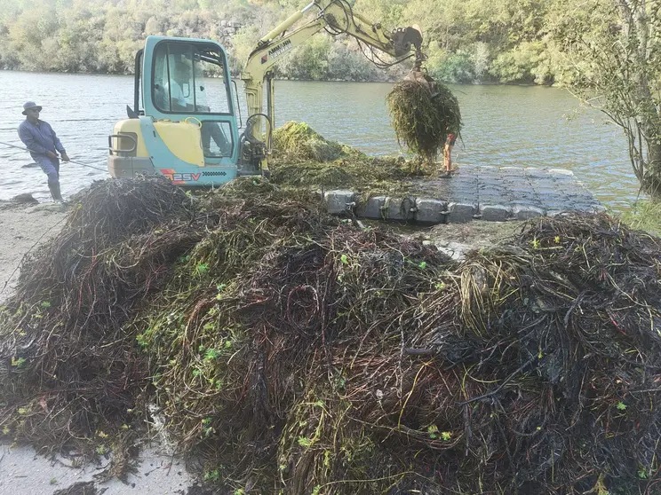 Em Ponte da Barca, a erva-pinheirinha, uma planta invasora, é removida cuidadosamente de troços dos rios Lima e Froufe, numa intervenção crucial para a saúde dos ecossistemas fluviais.