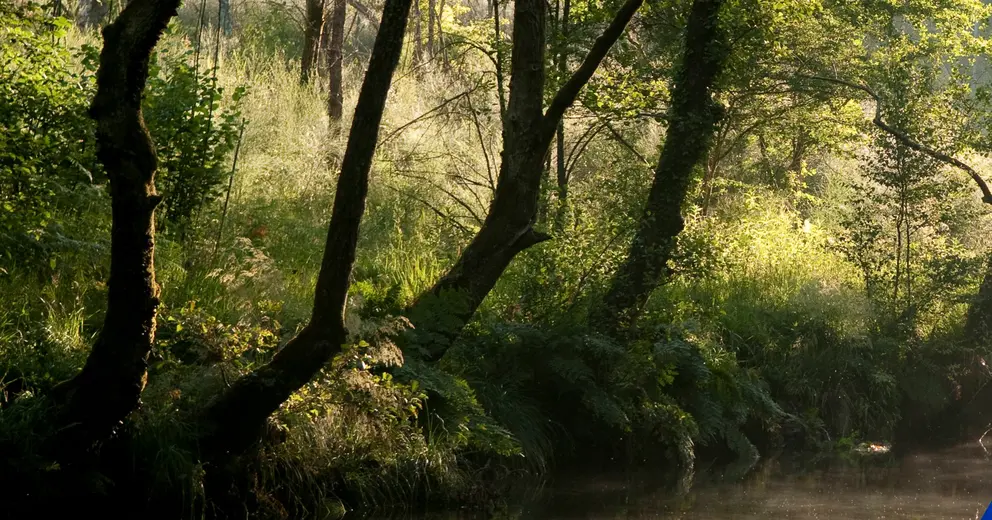 Bosque autóctono gallego, ejemplo de infraestructura verde natural que contribuye a la prevención de incendios y a la conservación de la biodiversidad.