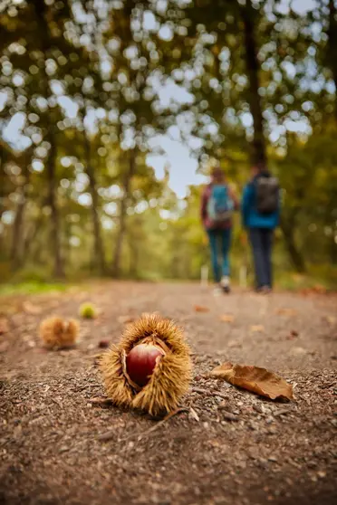 Senderismo entre casta&ntilde;os en un paisaje oto&ntilde;al gallego, con un erizo de casta&ntilde;a en primer plano, s&iacute;mbolo de la temporada y de los sabores tradicionales del Oto&ntilde;o Gastron&oacute;mico.
