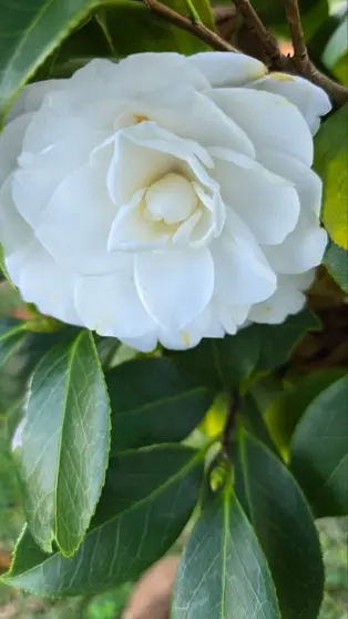 Camelia, Vilanova de Arousa.