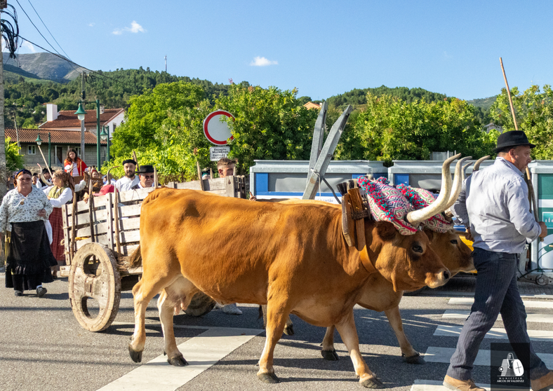 Un carro de bueyes, acompa&ntilde;ado por vecinos ataviados con trajes tradicionales, recorre las calles de Soajo durante el Desfile de la Tradici&oacute;n, uno de los actos m&aacute;s emblem&aacute;ticos de la Feria de Artes y Oficios Tradicionales, que rinde homenaje al pasado agr&iacute;cola y a la identidad cultural de esta localidad de Arcos de Valdevez.