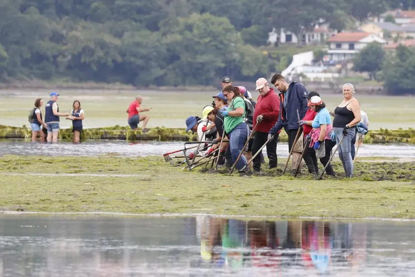 Mariscadoras de la Cofrad&iacute;a de Arcade realizan las labores de regeneraci&oacute;n y preengorde de la ostra plana europea en el r&iacute;o Alvedosas, dentro del proyecto Ostreares impulsado por la Xunta para recuperar los bancos naturales de este bivalvo en la r&iacute;a de Vigo.