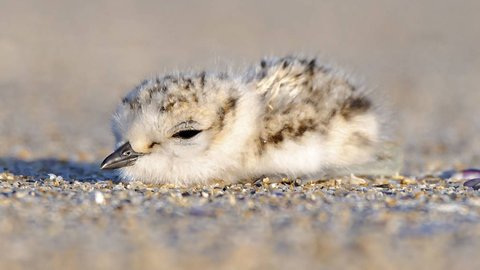 La píllara de las dunas es una especie vulnerable que realiza las puestas de huevos directamente sobre la arena, por lo que huevos y pollitos están siempre en el suelo hasta que aprenden a volar.