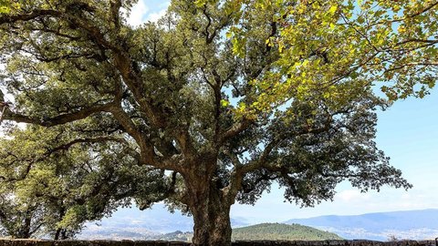 El alcornoque del Monte de la Peneda, en Redondela, es un árbol de 20 metros de altura de la familia de las fagáceas, con la copa irregular, oscura, característica de la región mediterránea y, por lo tanto, no muy abundante en Galicia. ARCHIVO.