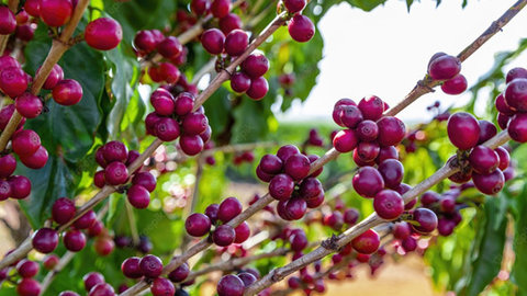 El fruto del cafeto tiene la apariencia de una cereza pequeña, y cuando germina es de color verde, pasando después, al madurar, a un color que puede variar entre el amarillo y el rojo, dependiendo de la especie y la zona de cultivo.