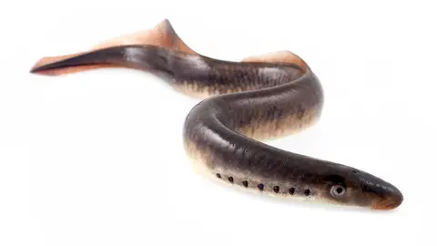 La lamprea es una especie piscícola muy particular en lo que respecta a su aprovechamiento por el que se establece un régimen especial para su captura. Por eso existe un período hábil de pesca.