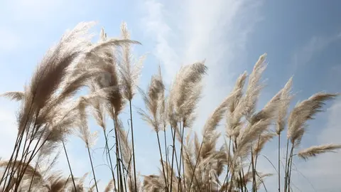 A Cortaderia selloana, tamén coñecida como herba da pampa.