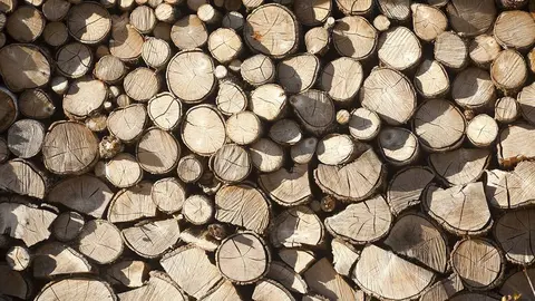 El DOG publica hoy la orden que regula esta tramitación electrónica que tiene por objetivo facilitar la gestión de la venta de madera