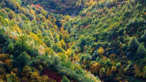 Bosque en los Ancares, Galicia. 
