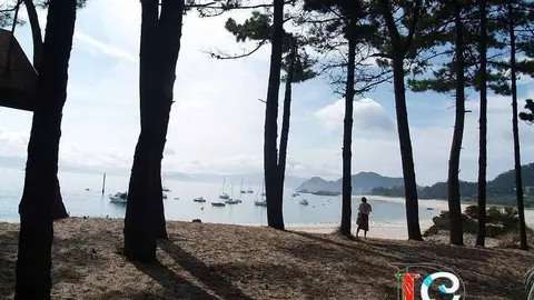 Pinos en las Islas Cíes. 