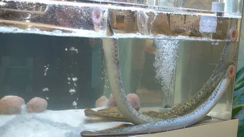 Lampreas en acuario durante unha edición da Festa da Lamprea en Arbo. 