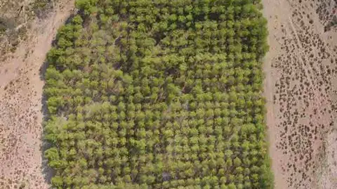 Vista aérea de uno de los ensayos de pino carrasco situado en Altura (Castellón). Autor SC Kefauver.