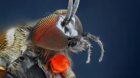 •	Es más pequeña que una mosca común pero su mordedura es dolorosa y peligrosa.