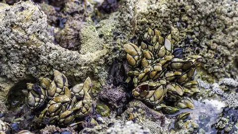 La aplicación Percegurú es para teléfonos móviles para facilitar el trabajo de estos profesionales del mar y ayudarlos en la toma de decisiones que aumenten su seguridad.