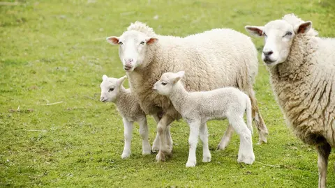 Según la orden que publica hoy el DOG, las explotaciones ovinas y caprinas gallegas podrán acceder a un presupuesto máximo de 62.952 euros, con cargo a los Presupuestos Generales del Estado.