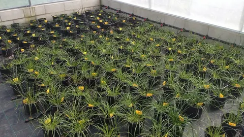 La semilla en ambientes controlados permitió ya potenciar un centenar de poblaciones útiles para el campo gallego.