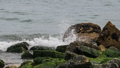 Los resultados obtenidos ayudarán a tener un conocimiento más amplio de la evolución de la explotación de las macroalgas y de las condiciones óptimas para su cultivo y a elaborar una guía de buenas prácticas en este ámbito.