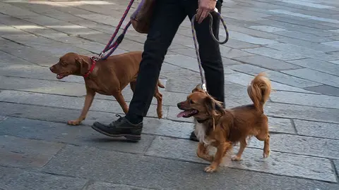 Una persona que se encuentren en situación de vulnerabilidad, y que tenga un perro sin identificar, puede solicitar la implantación del microchip por parte de un veterinario autorizado y que voluntariamente se sume a esta iniciativa.