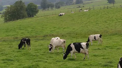 Búscase ter información precisa sobre o valor nutricional das forraxes máis utilizadas nas explotacións de leite para realizar un racionamento máis eficiente, reducir custos e gañar competitividade, entre outros aspectos.