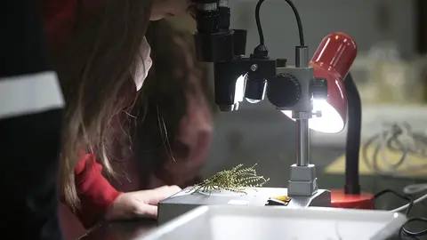 Tomarán parte en esta iniciativa este curso un total de 117 centros educativos de toda Galicia.