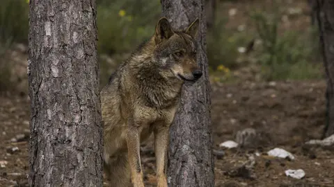 Lobo ibérico, en la sierra de la Culebra. ARCHIVO. 