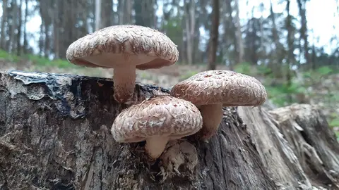 Una solución ecológica y una alternativa al destoconado mecánico  o químico que tienen mayores costes económicos/medioambientales.