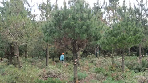 Darase prioridade ás accións en montes nos que existan masas inscritas, ou en proceso de inscrición, no Rexistro de masas consolidadas de frondosas autóctonas de Galicia.