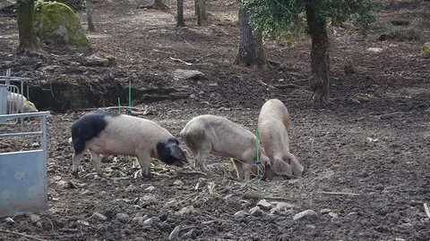 El DOG publica hoy la resolución con las ayudas concedidas al amparo de la convocatoria de 2021 para modernizar el sector en materia de genética, sanidad y producción animal, así como para garantizar la rentabilidad de las explotaciones.