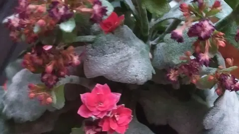 Una Kalanchoe afectada por el oídio, un hongo que recubre sus hojas de blanco.