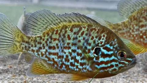 Esta espécie tem o corpo comprimido lateralmente, forma oval, pode medir entre os 10 e os 30 cm e chegar a viver entre 8 a 10 anos. 